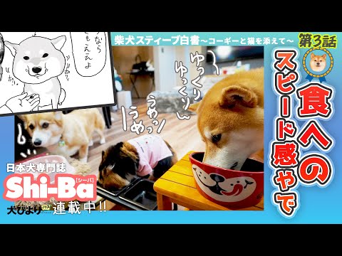 【Shi-Ba連載】食へのスピード感やで【柴犬スティーブ白書】