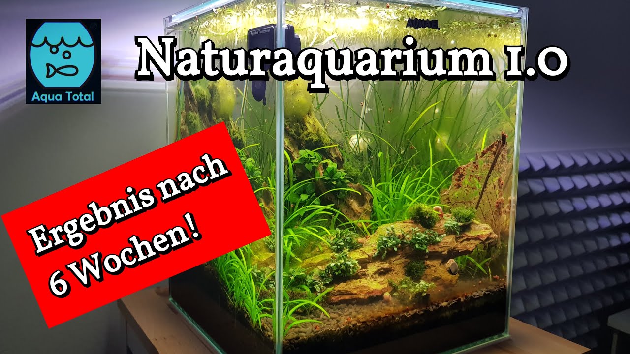 Aquarium Ohne Technik Einrichten