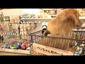 犬用カートに乗って🛒🐶くうたも一緒に買い物