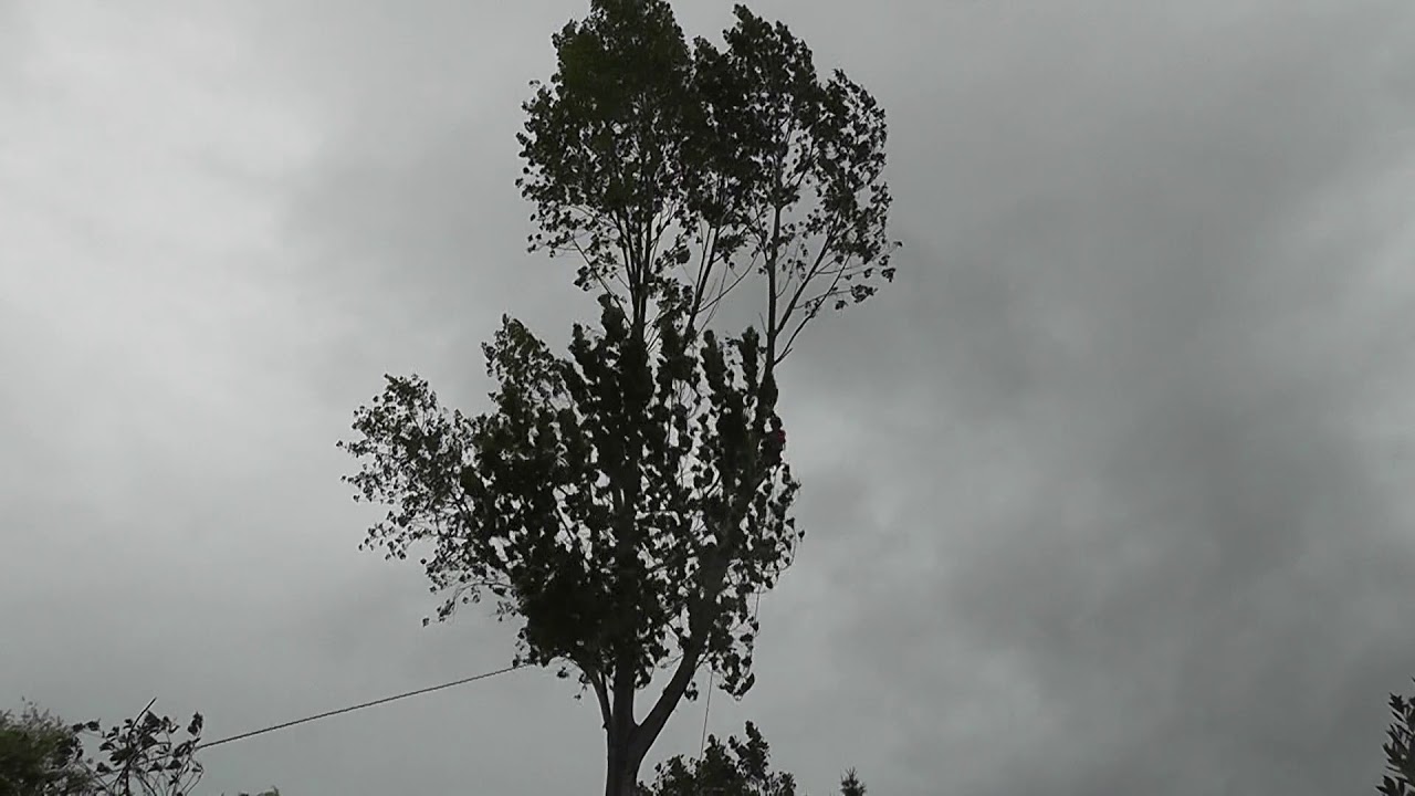 Poplar tree removal YouTube
