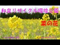 和泉リサイクル環境公園の菜の花(2022年2月18日)LUMIX DMC FZ1000