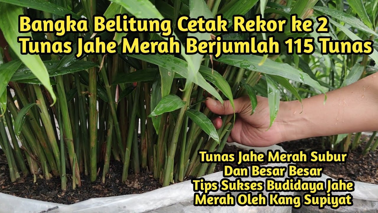 REKOR! 115 Tunas Jahe Merah 6 Bulan Petani AES Bangka Belitung || Tips Sukses Budidaya Jahe Merah ||