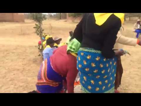 Zimbabweans Singing Zapu Song Urging People to Watch the Raging Black Bull
