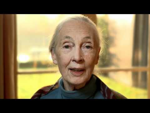 Ripples Of Hope: Jane Goodalls Kickstarter.com mes...