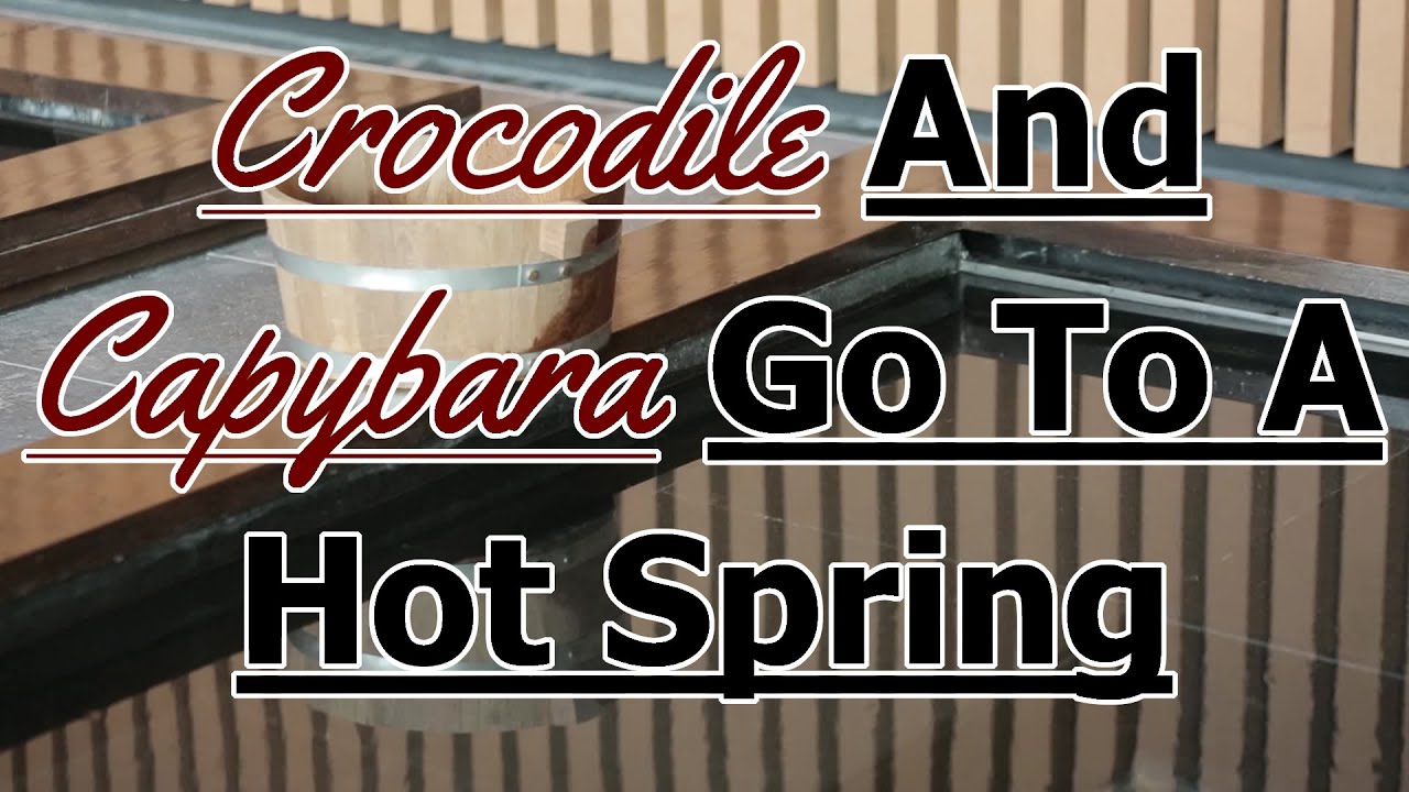 Crocodile And Capybara Go To A Hot Spring [M4A] [Capybara Listener]