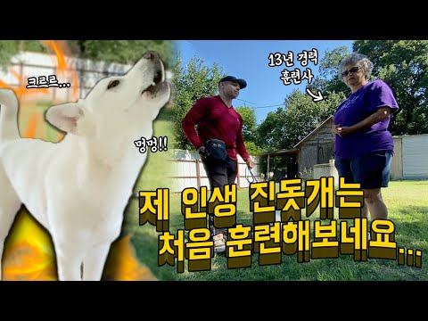미국 훈련사가 진돗개 공주의 행동에 깜짝 놀란 이유!!