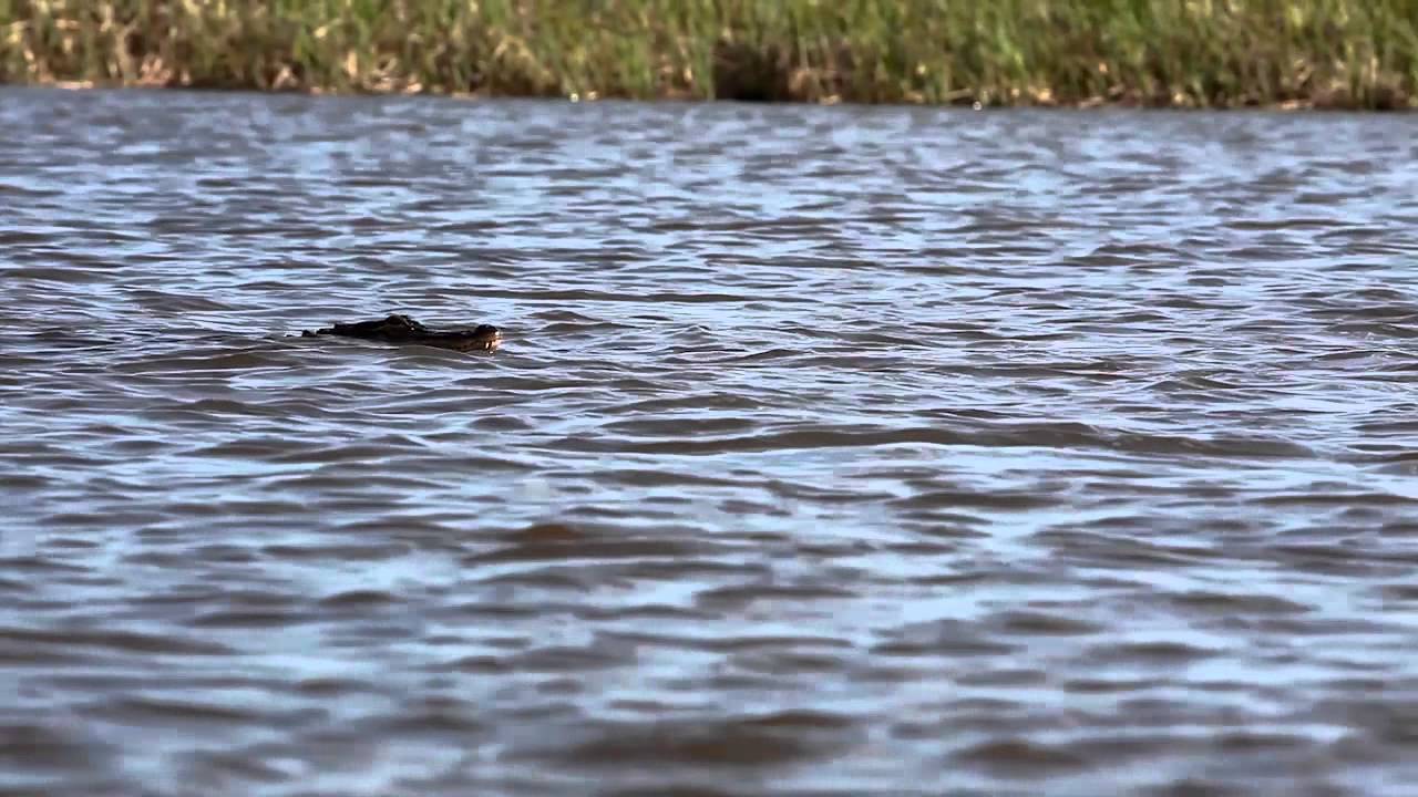 Gator Sights and Bites in Mobile