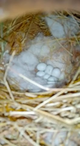 Nice finch breeding in my small colony #bird #colony #viral #shorts