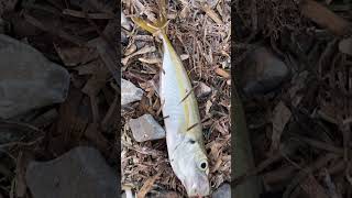 Κοκκάλι τέρας σε LRF #fishing #fish #summer #ψάρεμα #fyp