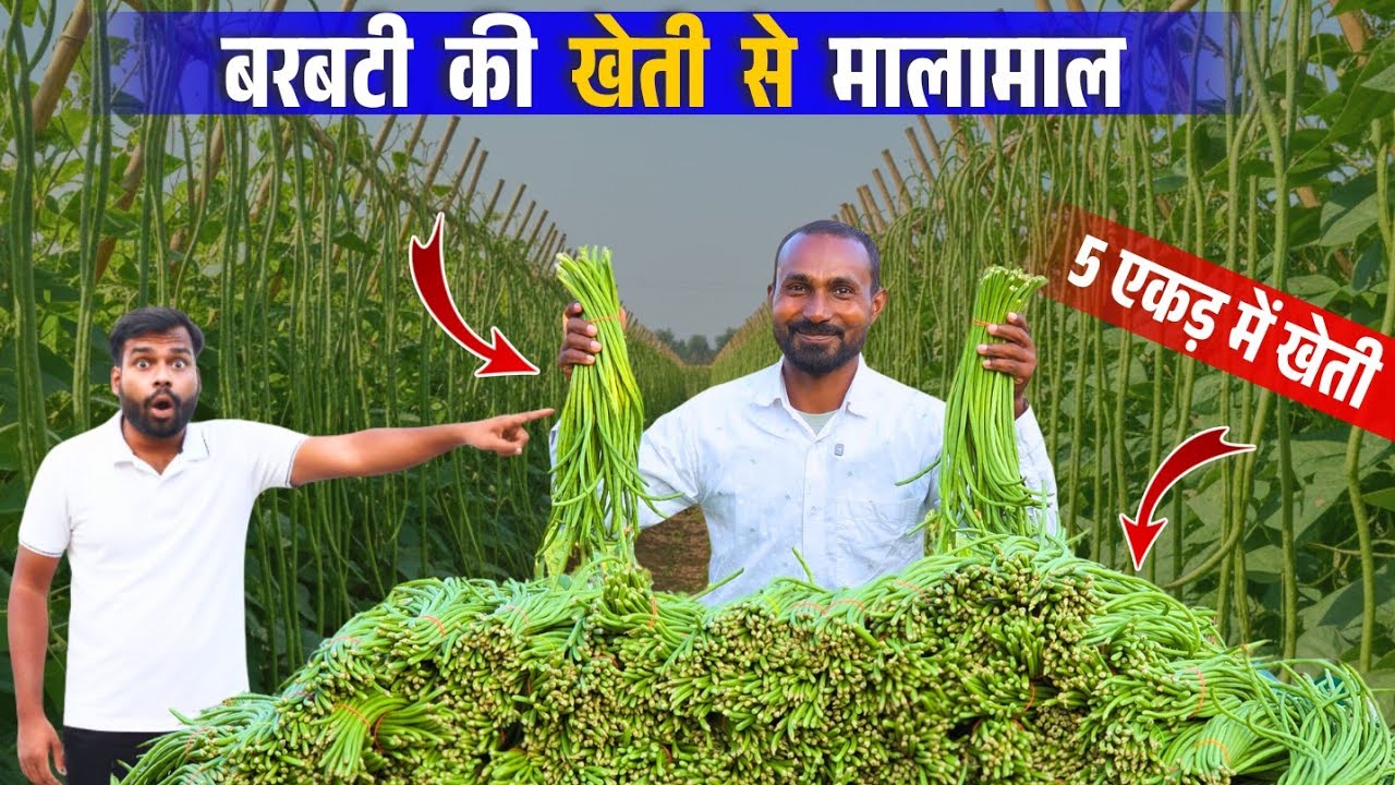 80 बार तुड़ाई करने बाला बरबटी | बरबटी की खेती ने बदली ज़िन्दगी 🔥