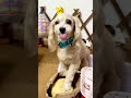 【犬のハンバーガーショップ】『ポテトどうですか？』他お喋り多めです😊ルークの演技みてくださーい✨#shorts #犬 #ペット #hamburger #おしゃべりペット