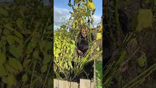 How to Grow & Harvest Jerusalem Artichokes screenshot 5