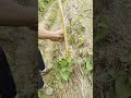 Have you ever grown Chinese yams Do you know why we set up bamboo poles for them #RuralLif
