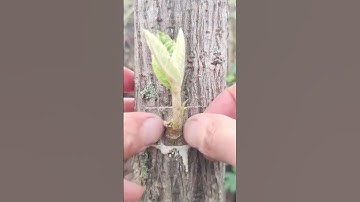 Farmers are grafting shoots from other trees and then placing them on other trees.