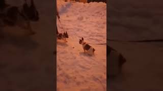 Видео Французский бульдог Варенька или не Варенька, я запутался (автор: Бульдожка и Сережка)