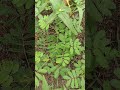 Beautiful natural plants #nature #plants