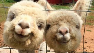 The HAPPIEST FARM ANIMALS ever by Chucklesome Creatures 3,250 views 1 year ago 4 minutes, 16 seconds