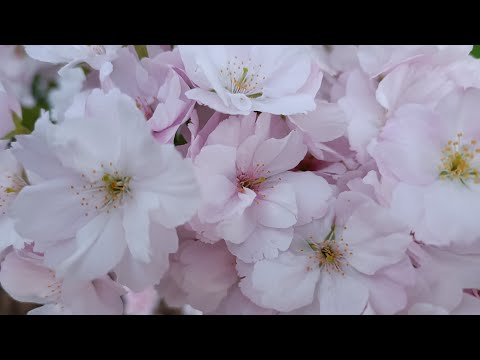 Anaïs Fabien Officiel Une Maman C Est Pour La Vie Maman Fetedesmeres Amazing