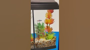 Petsmart: "put 2 betta fish in tank" Me: