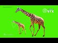 Giraffe Green Screen Effects 🦒 Free Animal Chroma key