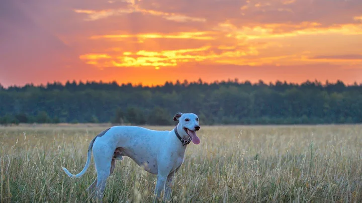 How to Care for Whippets in Cold Weather