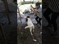 Tofu vs Milo 🤣