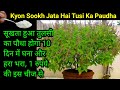 Tulsi Ka Sukhta Paudha 10 Din Me Hoga Ghana, Ye Upaay Kijiye | How to grow bushy Tulsi Plant