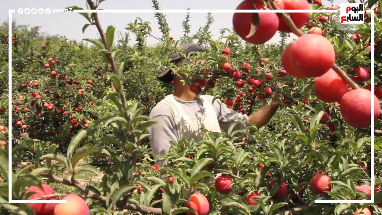 الفاكهة بنت الذوات.. تعالى شوف حصاد البرقوق وجماله فى قلب مزارع أم الدنيا