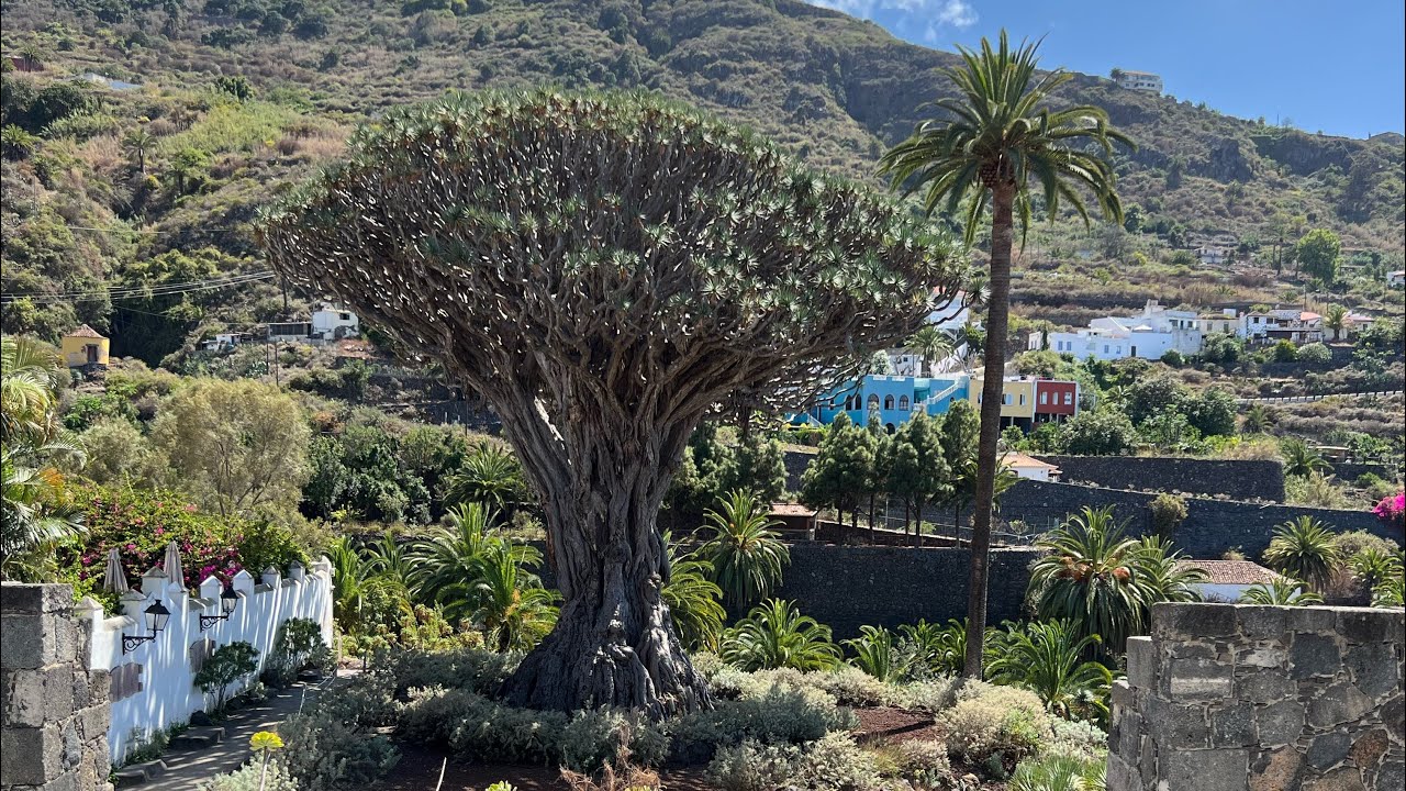САМОЕ ДРЕВНЕЕ ДЕРЕВО НА ТЕНЕРИФЕ В ИКОД-ДЕ-ЛОС-ВИНОС ICOD DE LOS VINOS TENERIFE