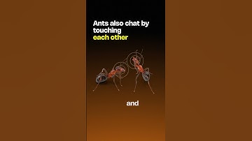 How Do Ants Communicate