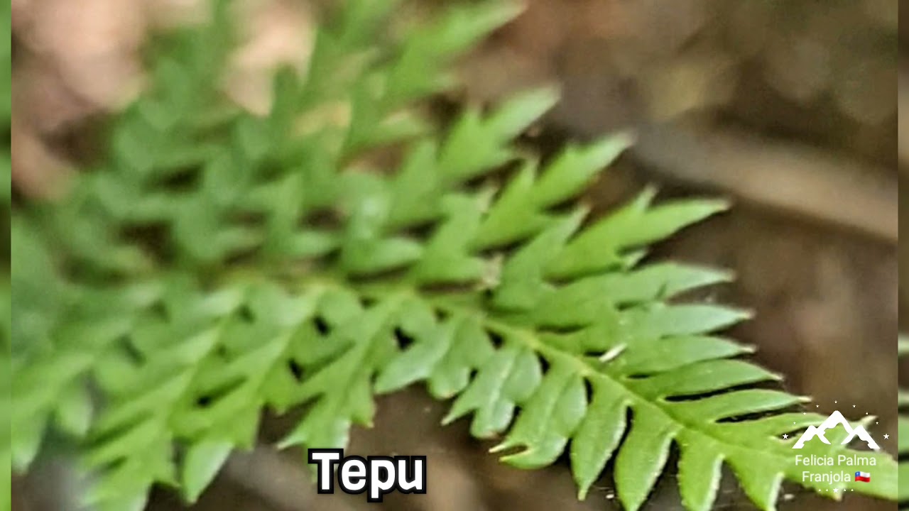 Senderismo en el habitat natural de la ranita de Darwin en el bosque templado lluvioso de Chile 🇨🇱