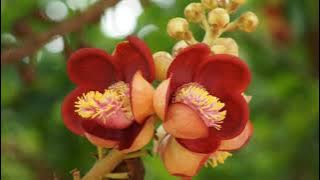 2021 cny song. Wan nian hong by Janet Lee