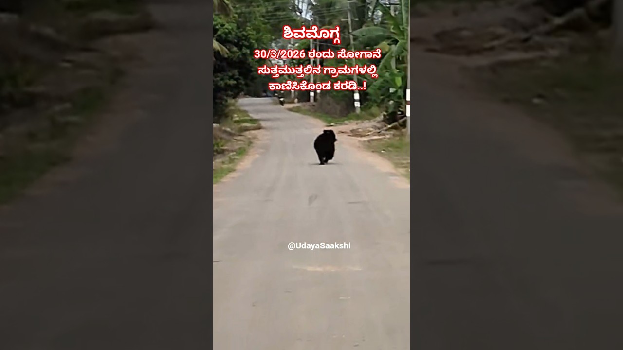 ಶಿವಮೊಗ್ಗ ತಾಲೂಕಿನ ಸೋಗಾನೆ ಸುತ್ತಮುತ್ತಲಿನ ಗ್ರಾಮಗಳಲ್ಲಿ 30/3/2026 ರಂದು ಕಾಣಿಸಿಕೊಂಡ ಕರಡಿ..! #shimoga #news