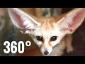 VR 360 Video Funny Cute Fox 360° Experience Pets & Animals Foxes, Dogs & Cats Cafe Virtual Reality