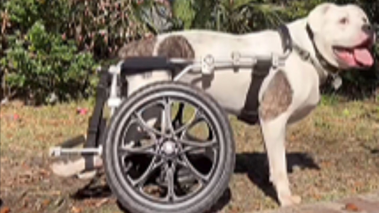 Paralyzed Bully's Priceless Reaction To His New Wheelchair Will Break Your Heart Wide Open