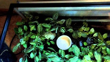 Leopard Gecko Underground Hide