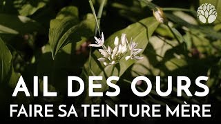 Ail des ours, faire sa teinture mère