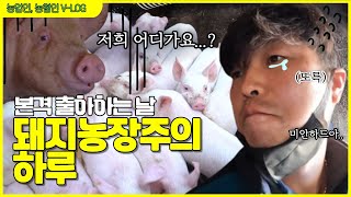 [선도농] 고품질 돈육 비밀大공개?｜대통령상 2번 받은 돼지농장 가봤더니 ˶´Ꙫ`˵ 🐷