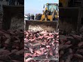 Using Loader for Efficient Fish Transportation