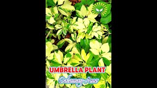 Galamay Amo O Umbrella Plant