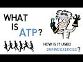 Fueling Your Workout: The Role of ATP in Energy Production