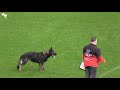 ParVáclav Ouška and Qvido Vepeden 2018 IGP World Cup Winner Obedience routine