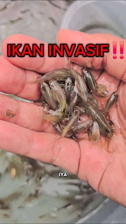IKAN INI BUKAN IKAN ASLI INDONESIA‼️ #shorts