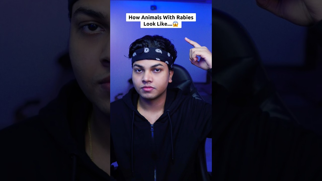 How animals with rabies look like&hellip;😳 @Finn02 #shorts #rabies