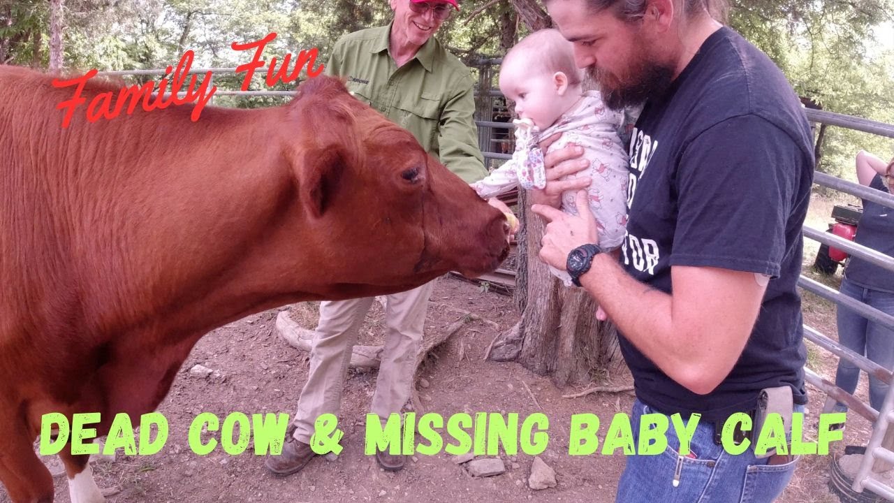 The Adventures of Dave and RC 77 Dead cow and Missing baby calf YouTube
