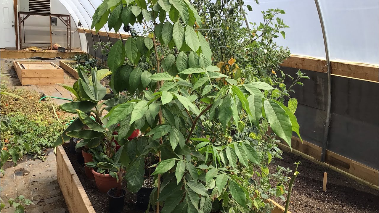 Ice Cream Bean Tree Update YouTube