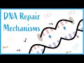 DNA Repair Mechanisms: Beautiful USMLE Lectures