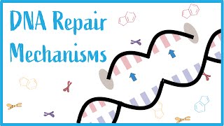 DNA Repair Mechanisms: Beautiful USMLE Lectures