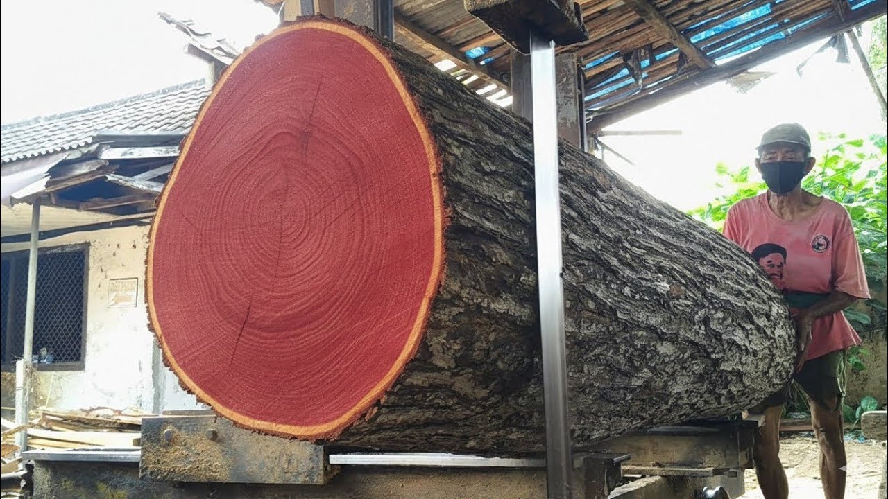 Exotic! The Moments of Rare Red Heartwood Splitting. 