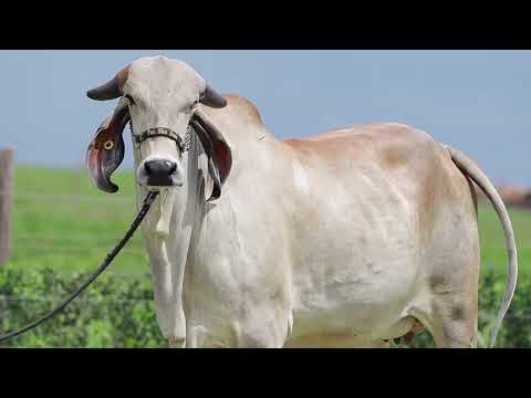 LOTE 07   JCVL 5545 – PAULISTA FIV CABO VERDE